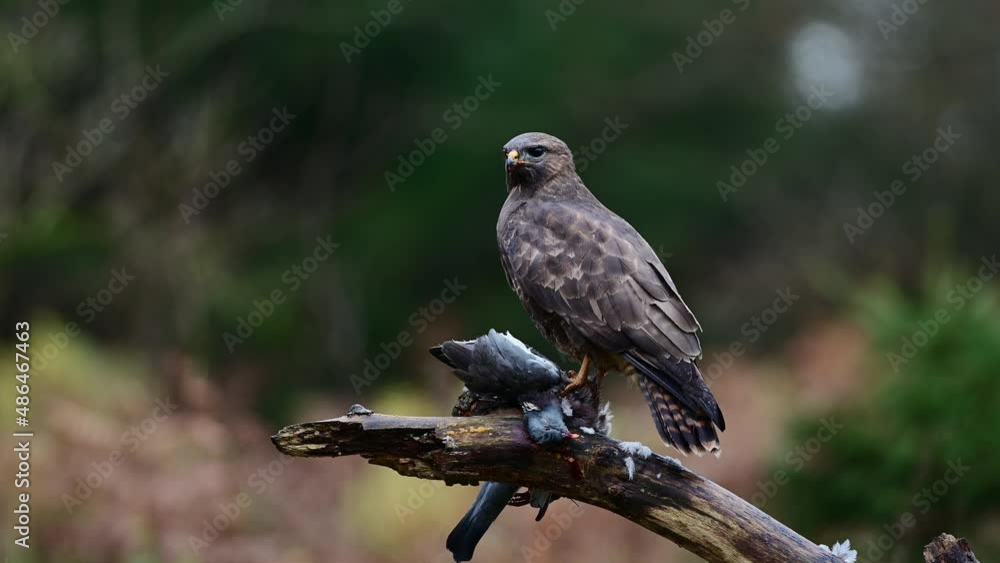 Common buzzard eating a dead wood pigeon in the rain, birds of prey, north rhine westphalia, autumn, (buteo buteo), germany Common buzzard eating a dead wood pigeon in the rain, birds of prey, north rhine westphalia, autumn, (buteo buteo), germany