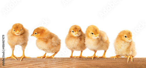 Five isolated chickens are sitting on a wooden board