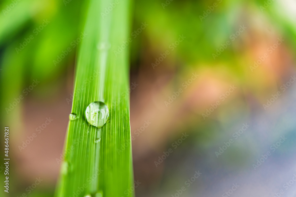 Macro closeup of Beautiful fresh green leaf with drop of water in morning sunlight nature background. Macro closeup of Beautiful fresh green leaf with drop of water in morning sunlight nature background.