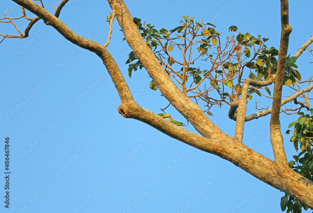 Adorable Alexandrine Parakeet Couple Kissing before Mating on the Resin Tree Adorable Alexandrine Parakeet Couple Kissing before Mating on the Resin Tree
