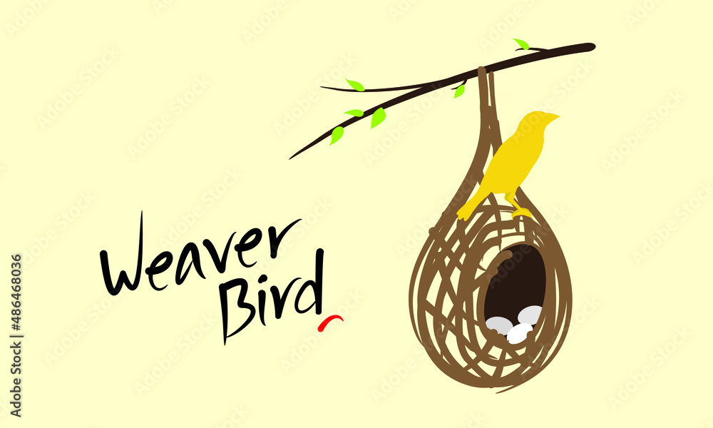Vector of Weaver Bird (Weaver Finches) Sitting Over Her Nest. Inside Lie Three White Eggs