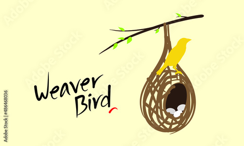 Vector of Weaver Bird (Weaver Finches) Sitting Over Her Nest. Inside Lie Three White Eggs. Editable Illustration. Sketch of Hanging Nest.