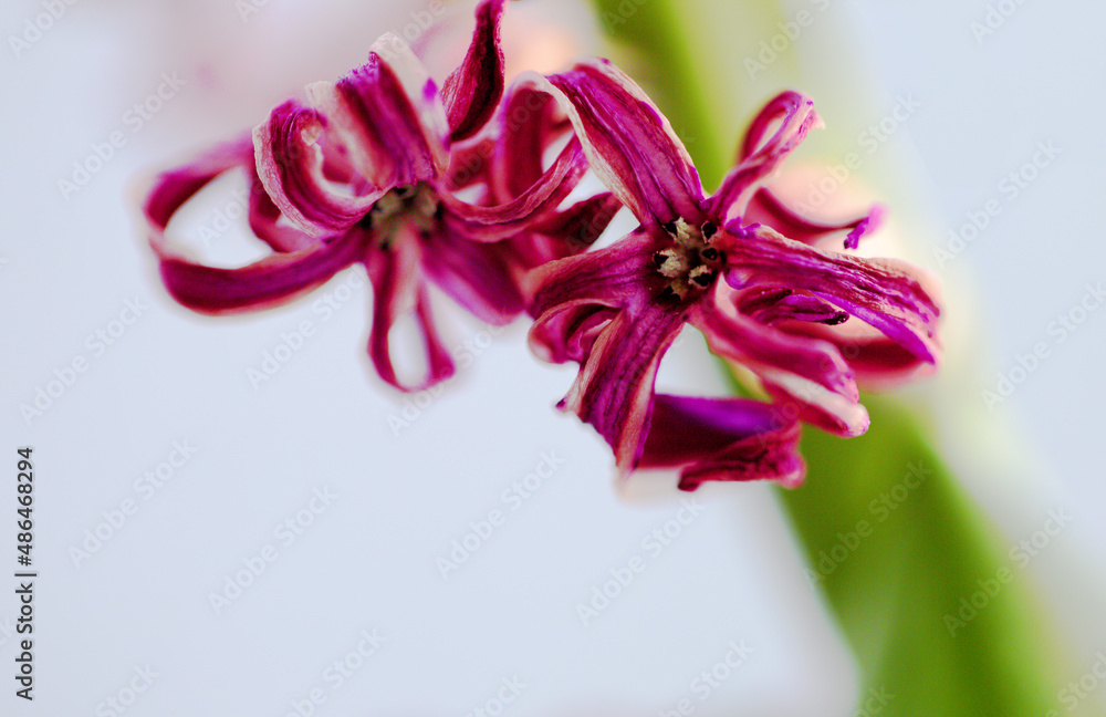 Two pretty, pink are in the foreground of a light isolated background. There are copy space. around them. Use the photo for a spring, marriage or valentine's theme or as space for your text.