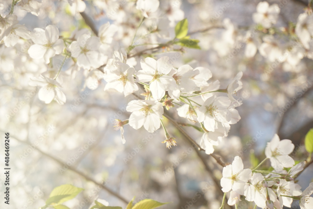 桜 桜