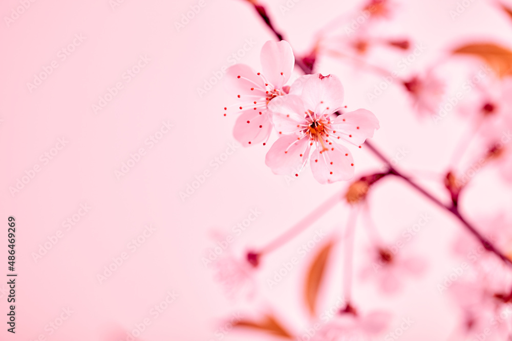 Obraz premium Twigs of blossoming cherry on a pink background with copy space. Spring flower bouquet. Close-up. Interior decor. Elegant business card mockup. Mothers day postcard. Freshness. Minimalist. Gardening.