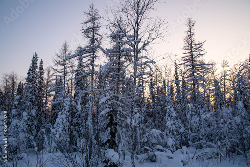 Fir trees covered with snow at sunset, winter forest landscape, copy space