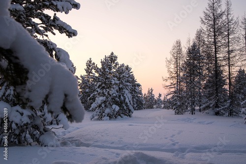 Christmas tree covered with snow, winter landscape of the forest, copy space