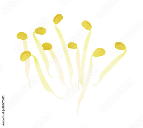 豆もやし