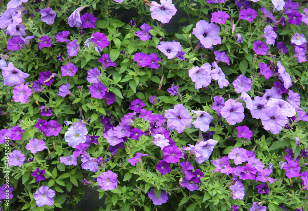 Purple and lilac Garden petunias. Petunia hybrida Purple and lilac Garden petunias. Petunia hybrida