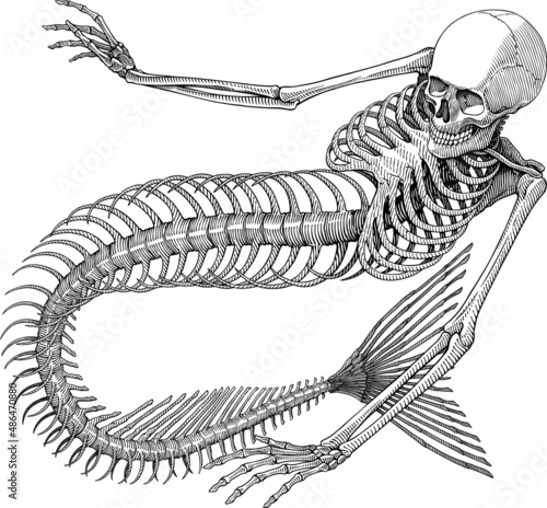 Black and white vector illustration of mermaid skeleton