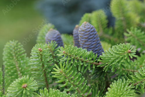 Beautiful evergreen Coniferous Tree. Spring. Korean Fir tree cones. Korean Fir-tree on a green background. Fir Abies koreana with young blue cones on branch. Silver spruce .Copy space. Winter postcard
