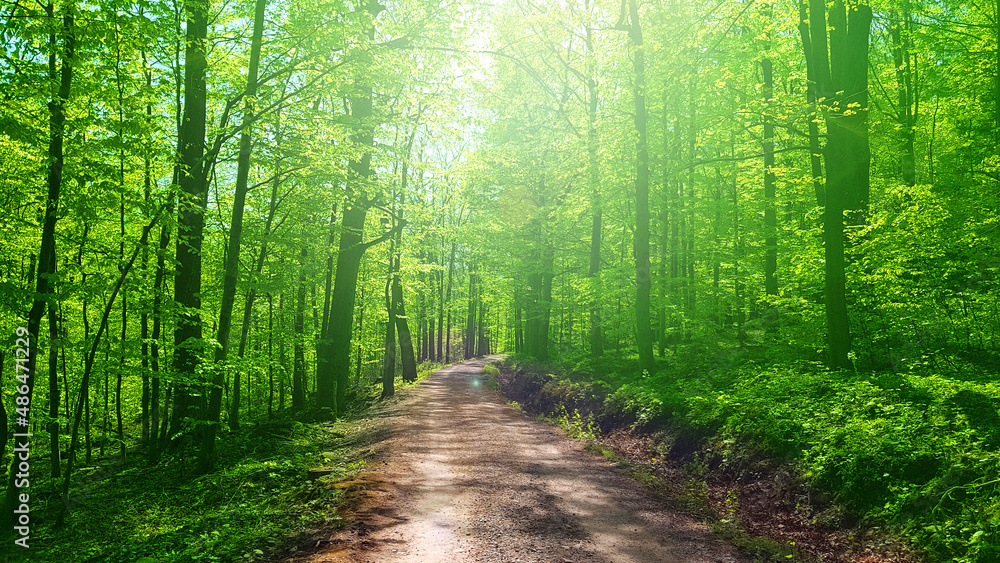 Obraz premium Path in forest. Rays of the sun