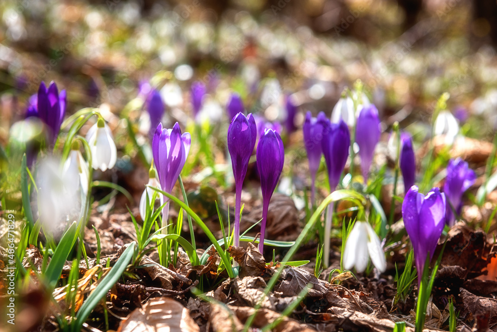 Wild growing first spring flowers, rare violet crocus or saffron and white snowdrop or galanthus, natural outdoor background, close-up image with selective focus Wild growing first spring flowers, rare violet crocus or saffron and white snowdrop or galanthus, natural outdoor background, close-up image with selective focus