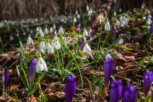 Wild growing first spring flowers, rare violet crocus or saffron and white snowdrop or galanthus, natural outdoor background, close-up image with selective focus photo