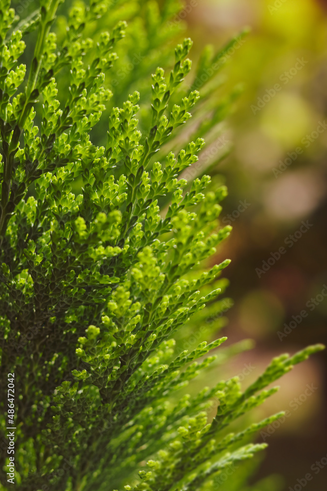 Spring nature. Young twigs of thuja closeup. Closeup fresh green Christmas leaves, branches of Thuja Trees on green background. Young twigs of evergreen. Beautiful green screensaver on your desktop.