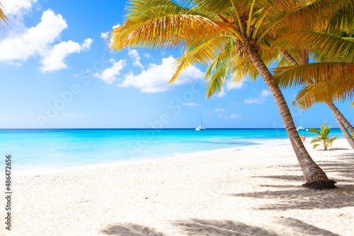 Vacation summer holidays background wallpaper - sunny tropical exotic Caribbean paradise beach with white sand, palms © Vasily Makarov