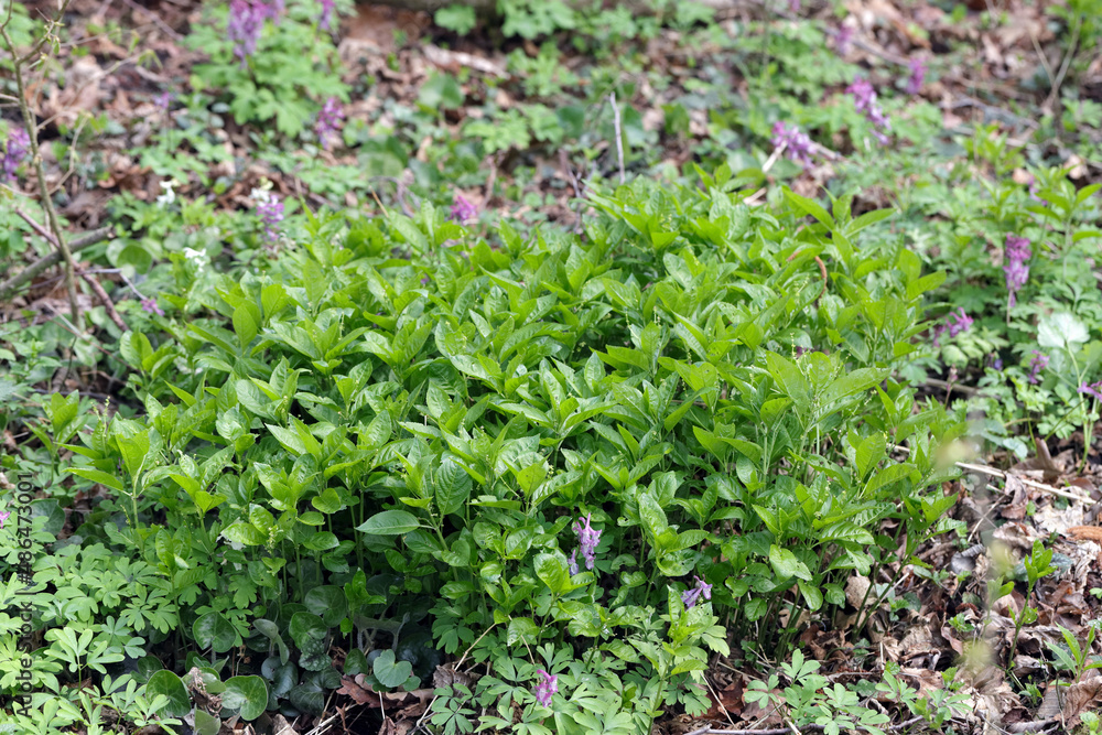 Mercurialis perennis, commonly known as dog's mercury, is a poisonous woodland plant. Mercurialis perennis, commonly known as dog's mercury, is a poisonous woodland plant.