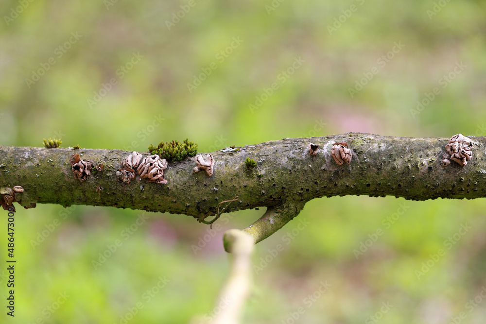 The Spring Hazelcup (Encoelia furfuracea) - inedible The Spring Hazelcup (Encoelia furfuracea) - inedible