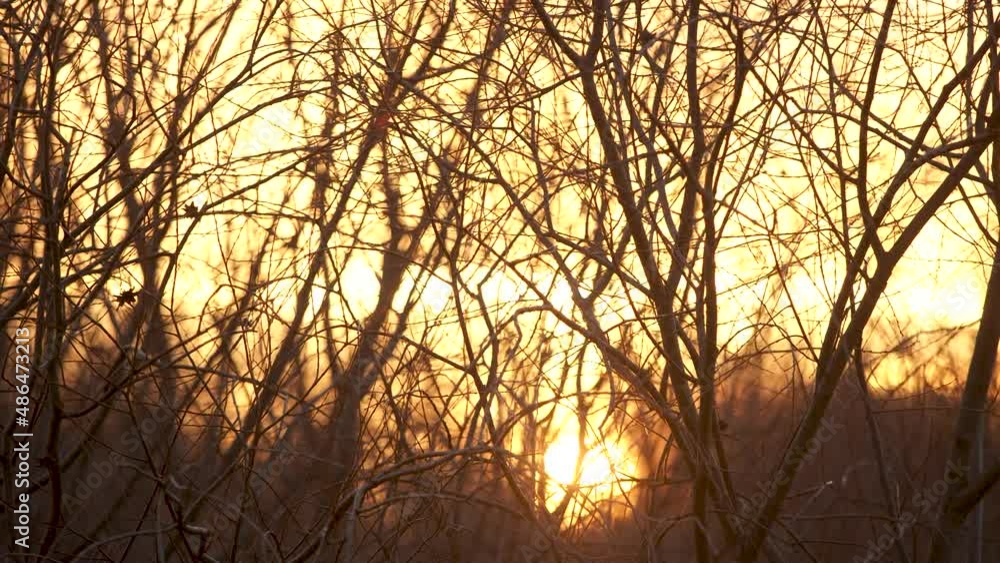Beautiful sunset time in winter forest. 4k stock video footage of dark silhouettes of many bare branches of high trees isolated on orange magic cloudy bright sky background. Fancy creative backdrop Beautiful sunset time in winter forest. 4k stock video footage of dark silhouettes of many bare branches of high trees isolated on orange magic cloudy bright sky background. Fancy creative backdrop
