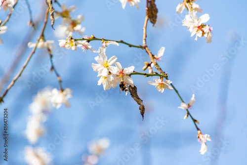 Bumblebee perched on the pistil and stamens of the white flower of the almond tree in El Retiro park in Madrid, Spain. Europe. Horizontal photography. World Bee Day, May 20, 2023. Spring Time 2023.