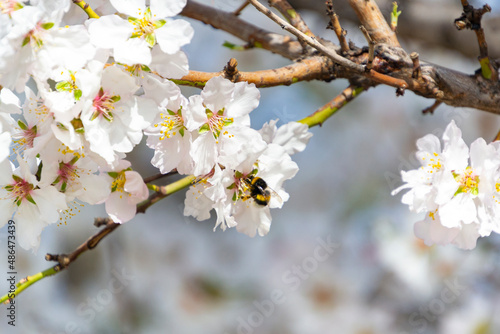 Bumblebee perched on the pistil and stamens of the white flower of the almond tree in El Retiro park in Madrid  Spain. Europe. Horizontal photography. World Bee Day  May 20  2023. Spring Time 2023.
