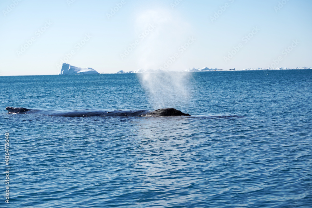 Fototapeta premium iceberg in polar regions