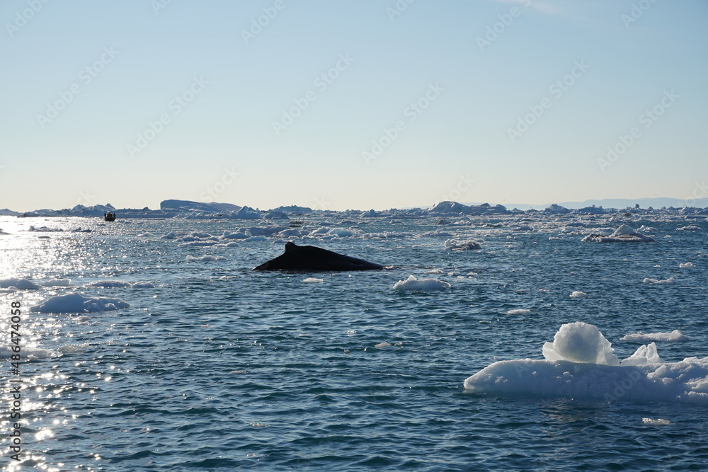 Naklejka premium iceberg in polar regions
