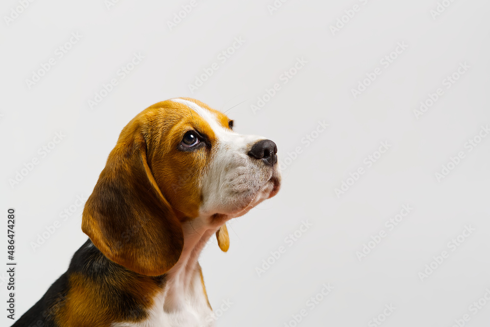 sitting and panting Beagles, Dog, on white background. copy space