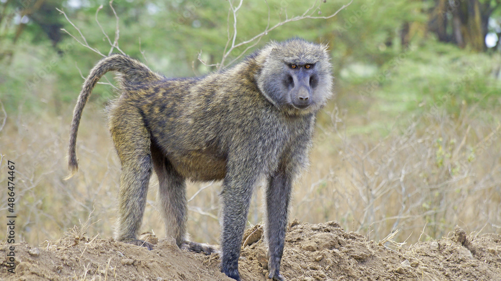 Obraz premium A baboon walks on a hot day in the African savannah in search of food