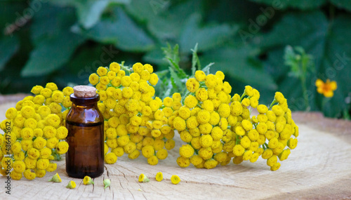 essential oil of immortelle on a wooden background. Herbs