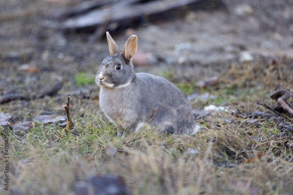Small Grey Rabbit outside in the Grass Small Grey Rabbit outside in the Grass
