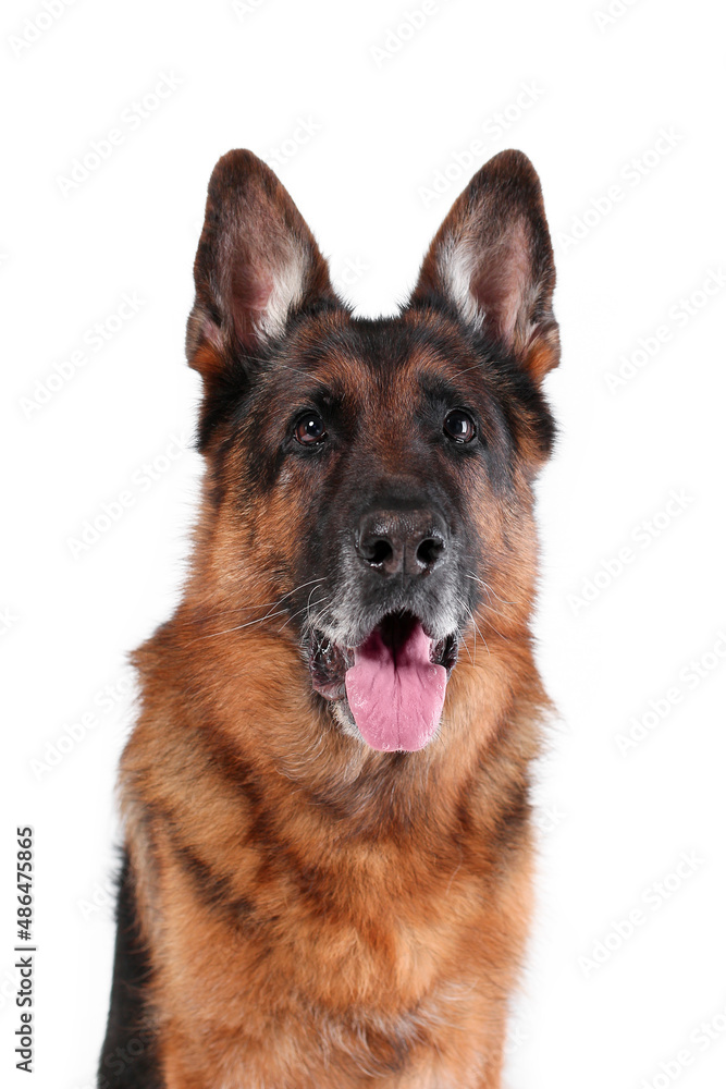 Close up portrait of head of old german shepherd dog sitting with tongue out isolated on white background