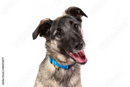 Happy smiling face of mongrel dog isolated on white background