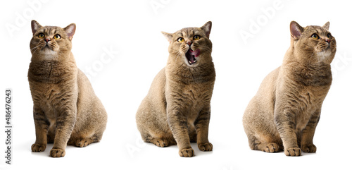 adult gray cat scottish straight sid on a white background and licks his lips. Cute animal
