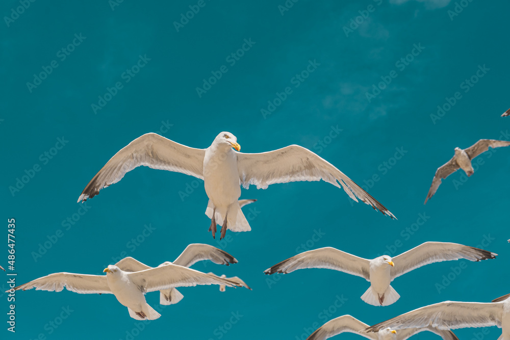 seagulls in flight on a summerday with a nice blue sky