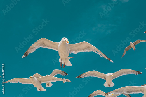 seagulls in flight on a summerday with a nice blue sky