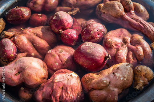 Washing fresh large sweet potatoes photo