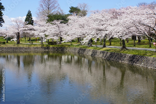 鶴岡公園の満開の桜