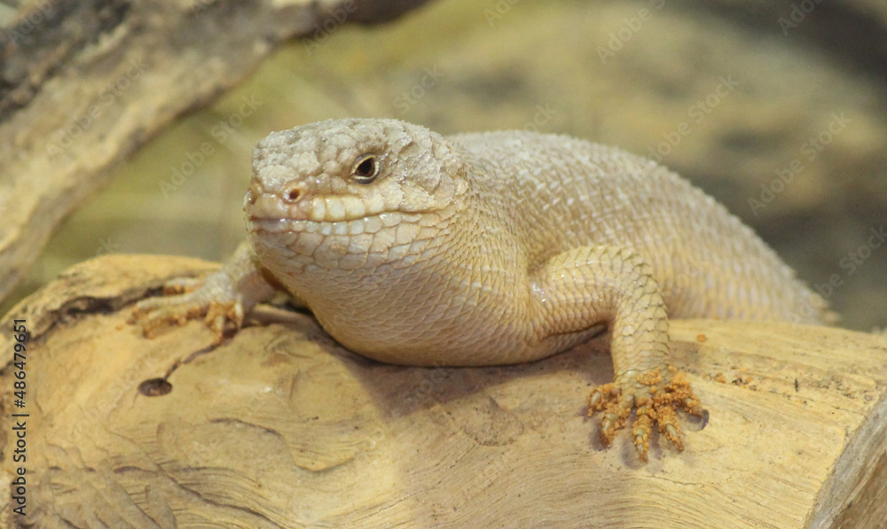 Fototapeta premium A Gidgee Skink laying on a log