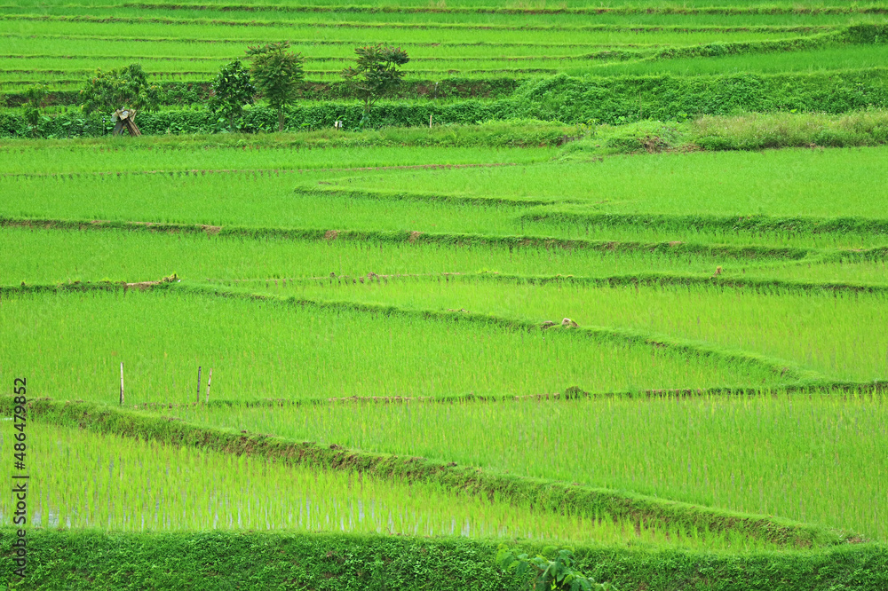 Amazing view of vivid green paddy field with growing rice plants 