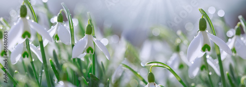 Fotografia, Obraz Easter background with snowdrops on bokeh background in sunny spring garden