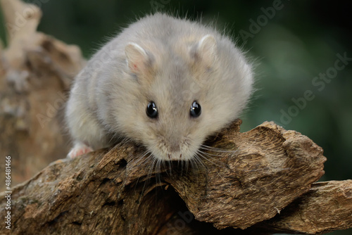 Canvastavla A Campbell dwarf hamster is foraging on dry logs