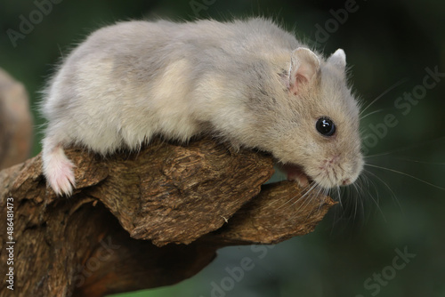 A Campbell dwarf hamster is foraging on dry logs. This rodent has the scientific name Phodopus campbelli. 