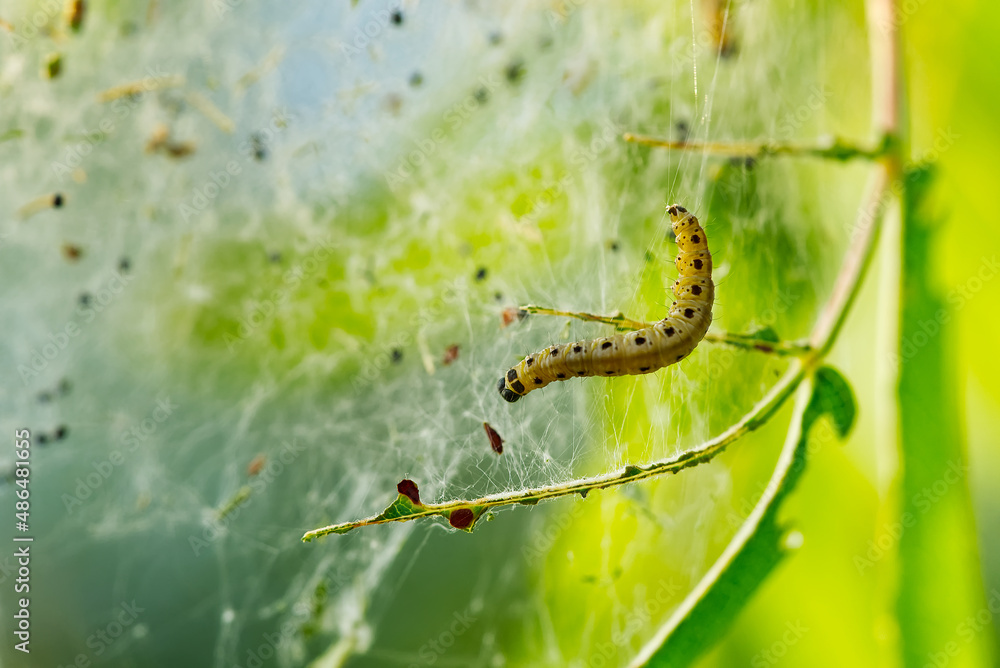Yponomeuta malinellus or Apple ermine moth. Colony of Larvae on garden tree branch. Yponomeuta malinellus or Apple ermine moth. Colony of Larvae on garden tree branch.