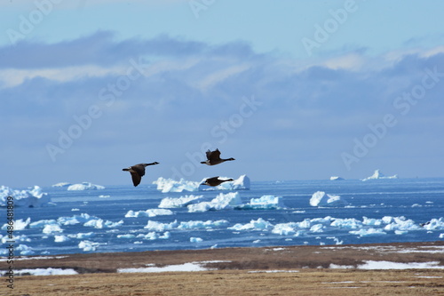 seagulls on the beach