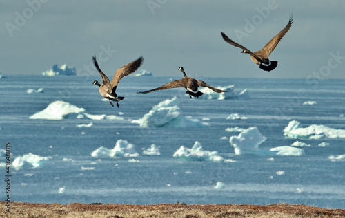 seagulls in flight