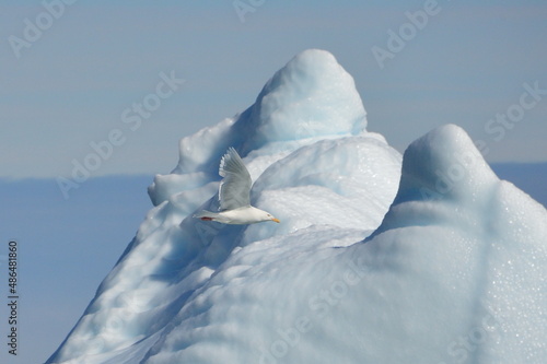 polar birds