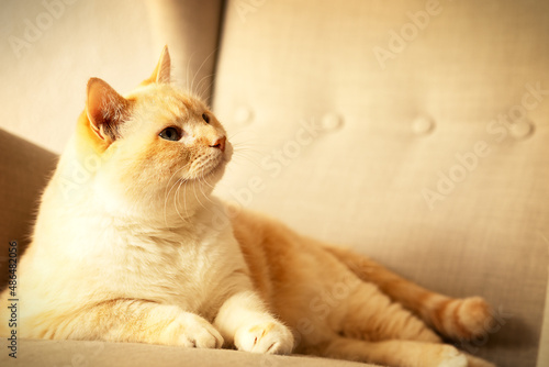 fat beautiful red and white happy cat enjoying life