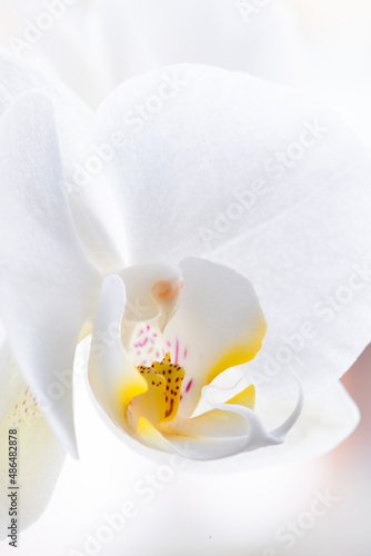 Flower of a bright white Moth orchids (Phalaenopsis) a plant in the family Orchidaceae. Macro close up side view with tiny details of decorative labellum and translucent sepals. Popular house plant.