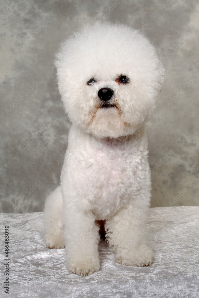 Obraz premium Sitting poodle dog